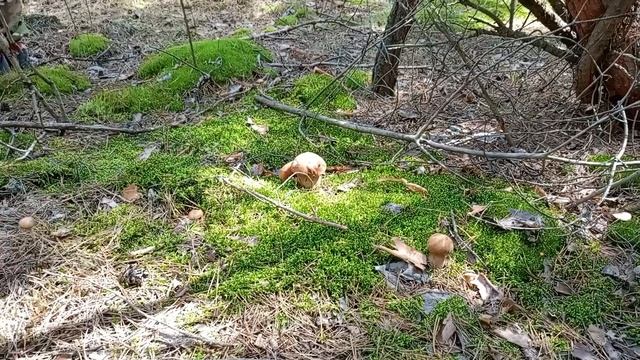 Белый гриб 🍄 лето 2025