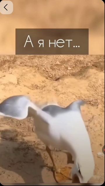 Юмор смех юмор смешно рек прикол рек
