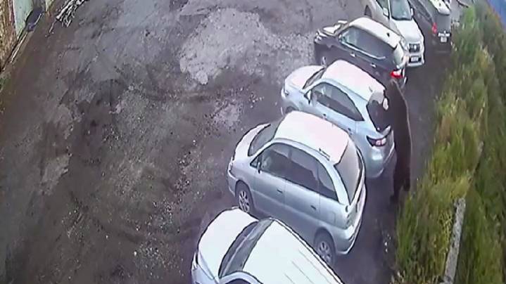 В связи с нападением медведя в Петропавловске-Камчатском усилили патрулирование