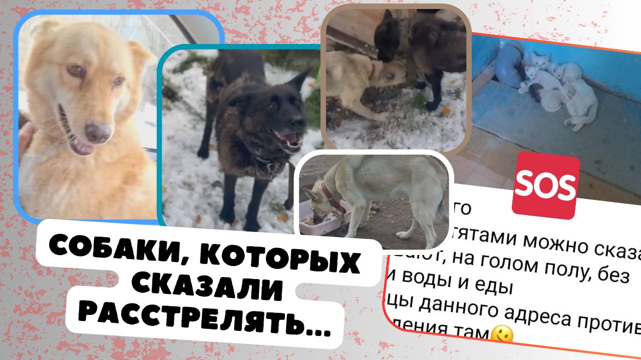 Приговорённые к расстрелу  И новый SOS!