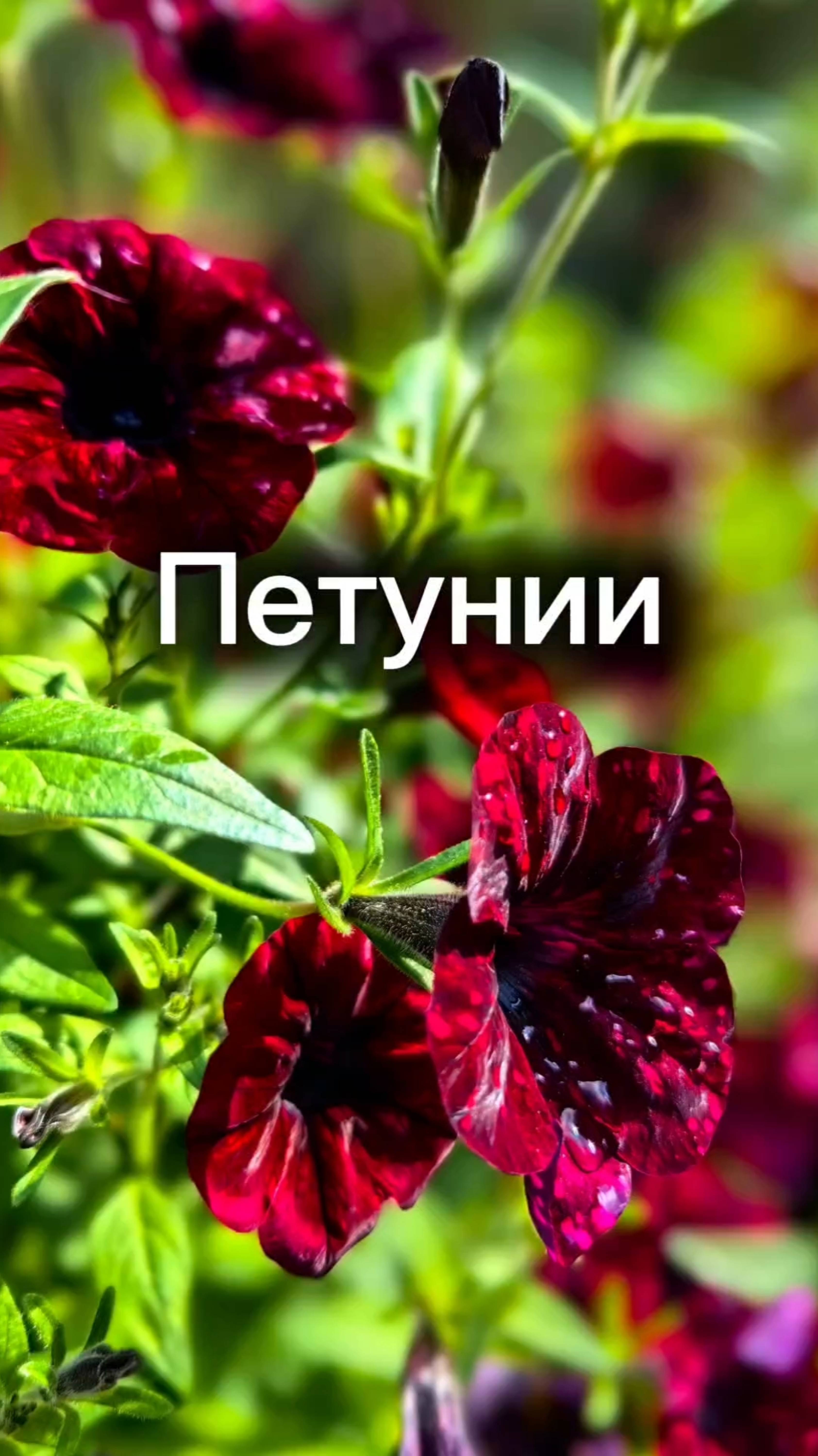 Прекрасные петунии
