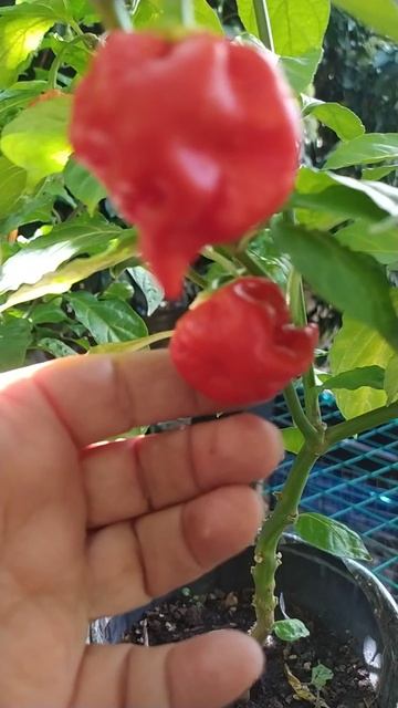RB 003 - Carolina Reaper, версии