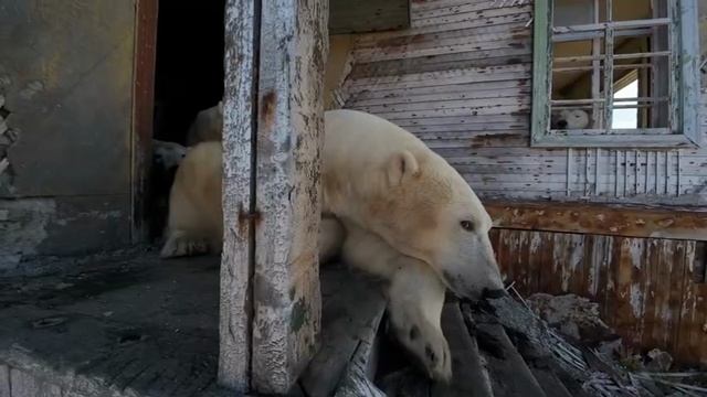 Белый мишка