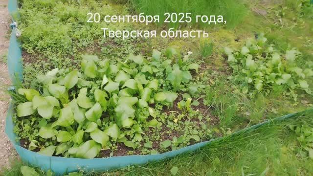 Что посадила в середине августа, выросло. #чтопосадилававгусте, #чтопосадитьвавгустенадаче