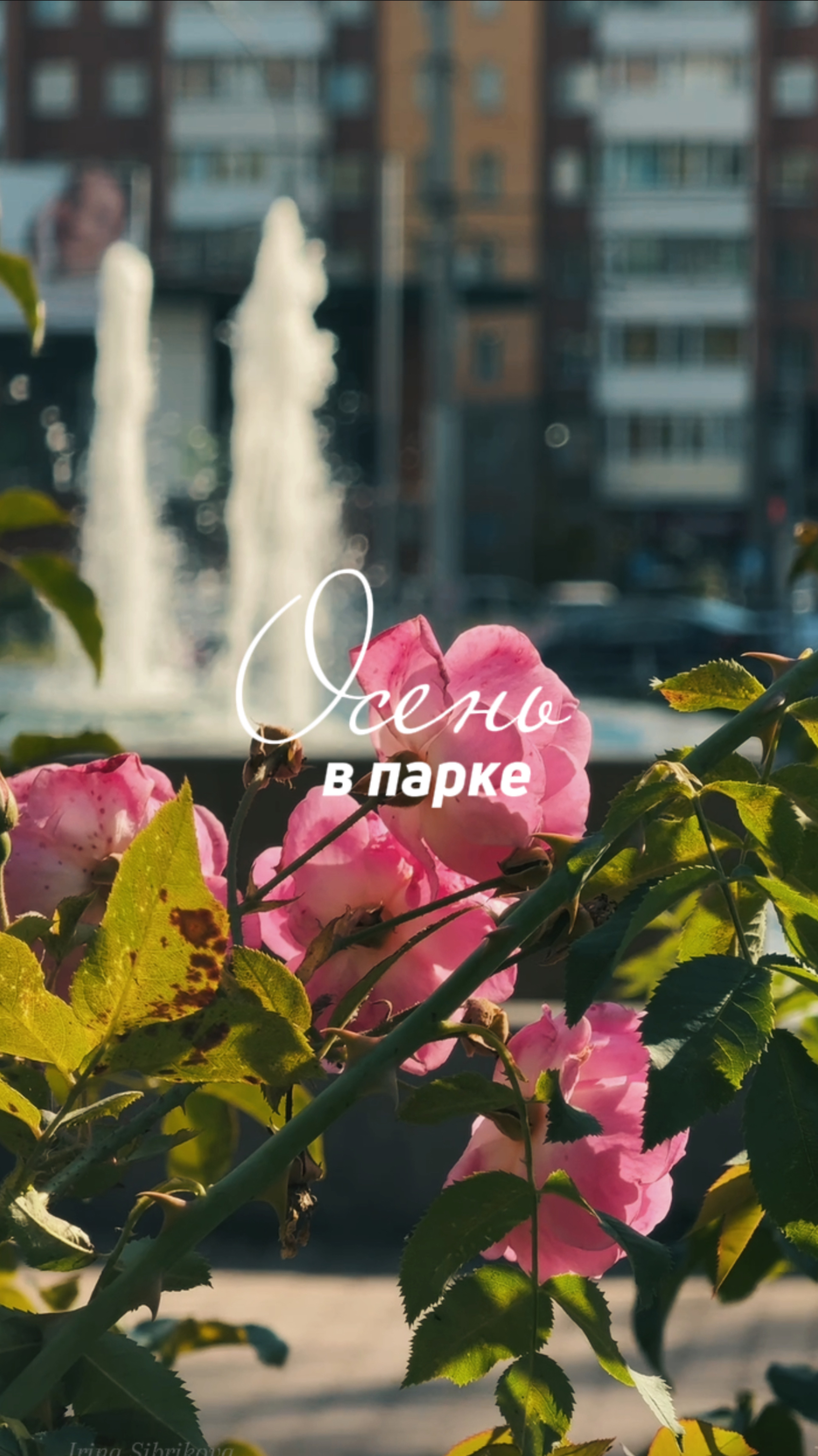 Осенний парк🍁 НОВОСИБИРСК, ПКиО Березовая роща.