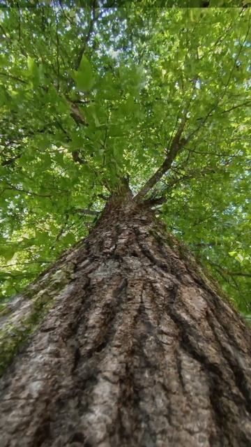 Платан Восточный /Амбровое дерево