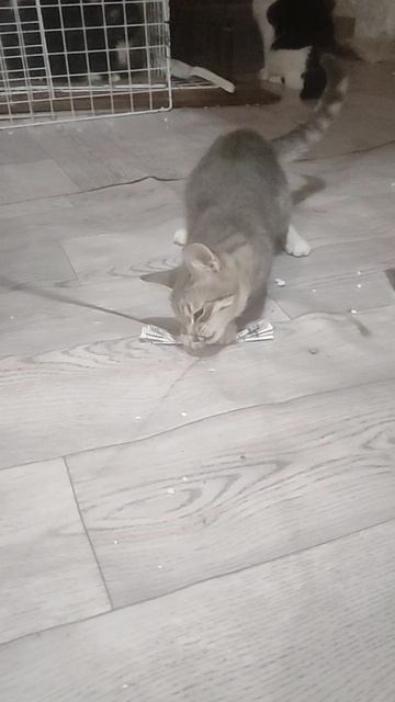 Играемся с котенком Мальвиной. она ищет дом. приют Петербург