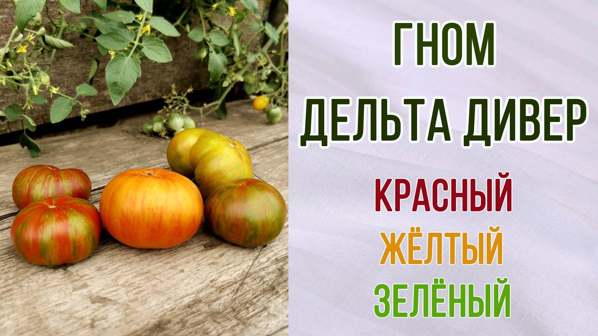 Гном томатный "ДЕЛЬТА ДИВЕР" красный, жёлтый и зелёный. Обзор + Отзыв. Вкус. Урожайность.