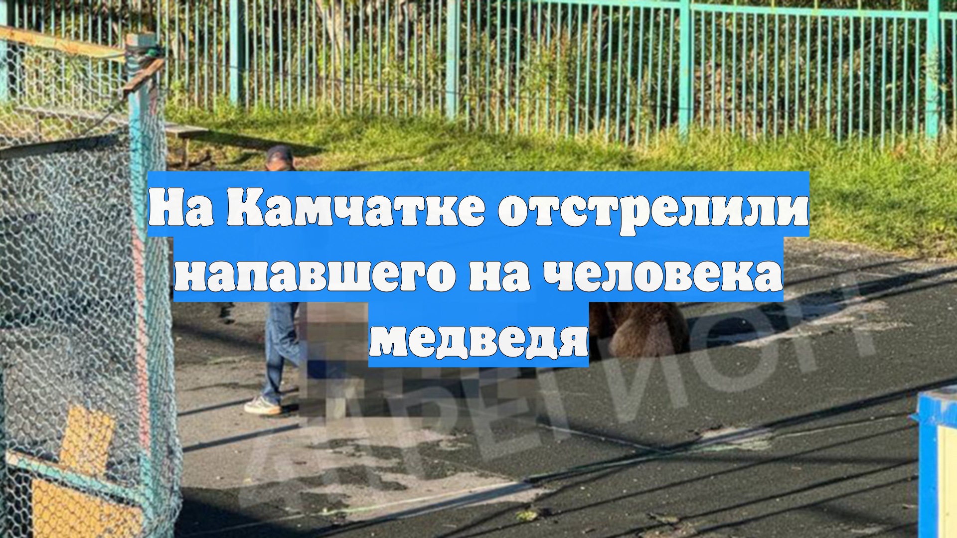На Камчатке отстрелили напавшего на человека медведя