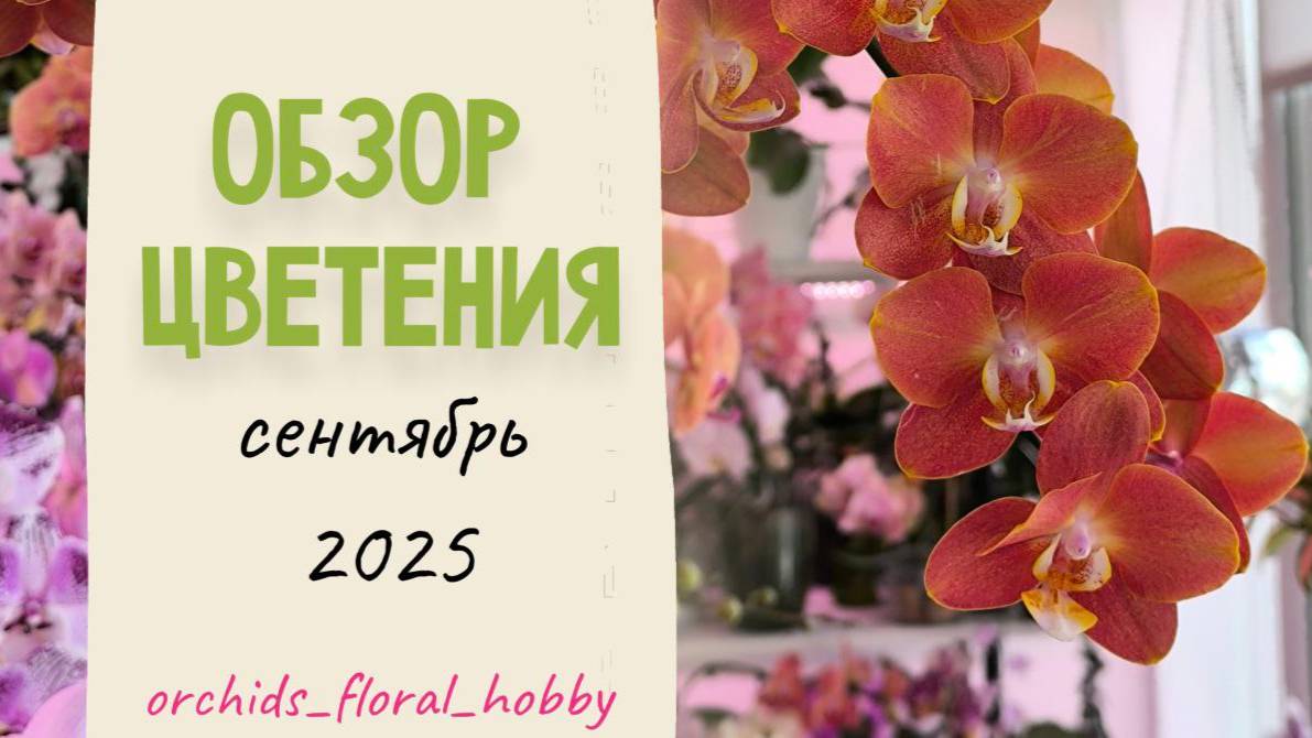 Обзор цветения орхидей в мини-оранжереи на балконе. Сентябрь 2025 😍🌺🌸💖
