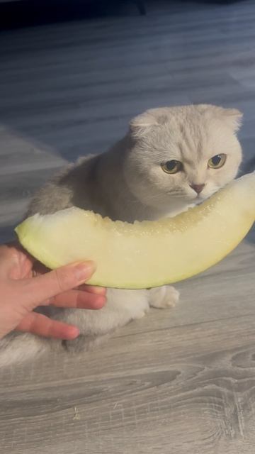 Завтрак. 🥞  🍈