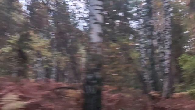 В лесу: про 