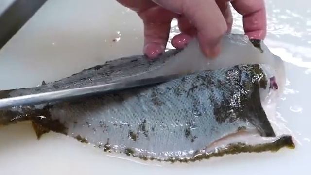Japanese Food - GIANT RED GROUPER Mackerel Flounder Sushi Teruzushi Japan [get-speed.com]
