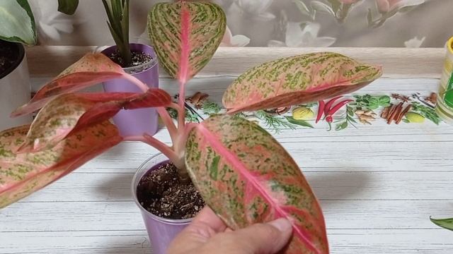 Комнатные растенияцветы. Обзор аглаонем. Какие у меня ещё есть.