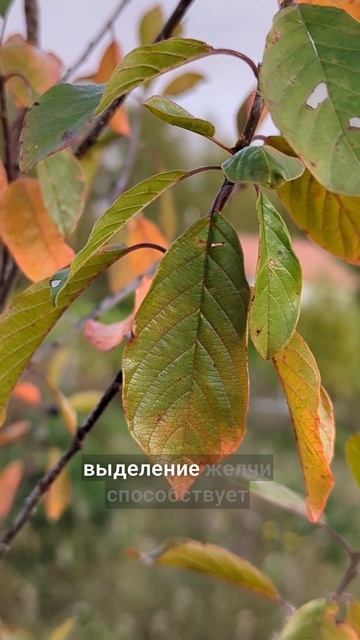 при запорах и для детокса