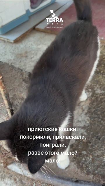 приютские кошки
