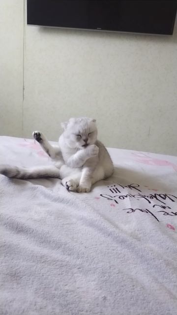 кошки 😾😾 😻😻👟👟