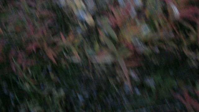 В тундре 10.09.2025 106