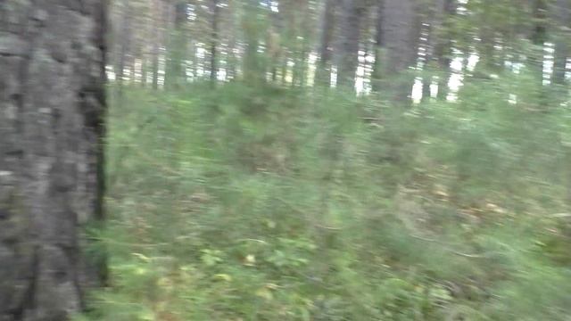 По грибы в сосновый лес