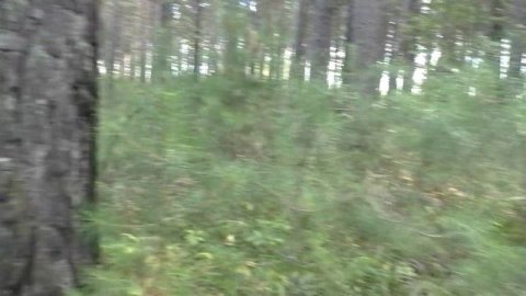 По грибы в сосновый лес