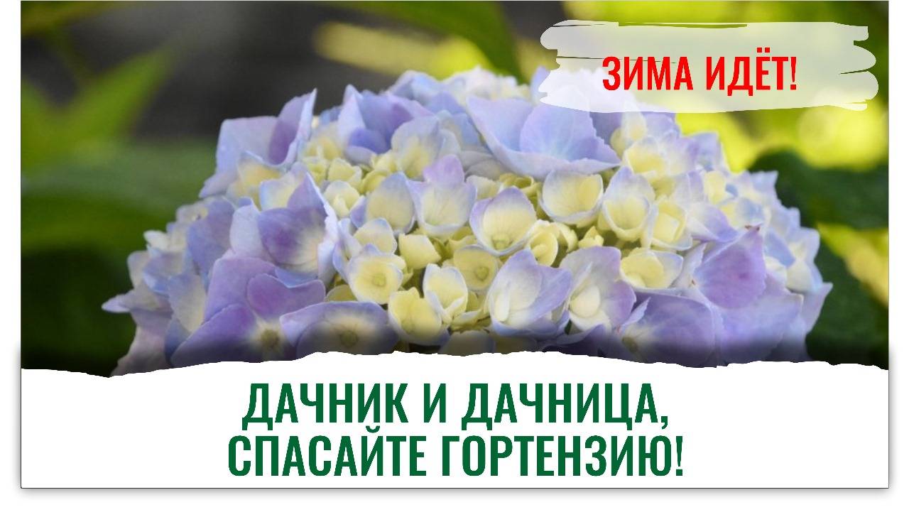 Всенародный эксперт Елена Храмушина спасает гортензию