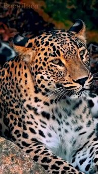 Ягуар 🐱 Большие кошки 💪