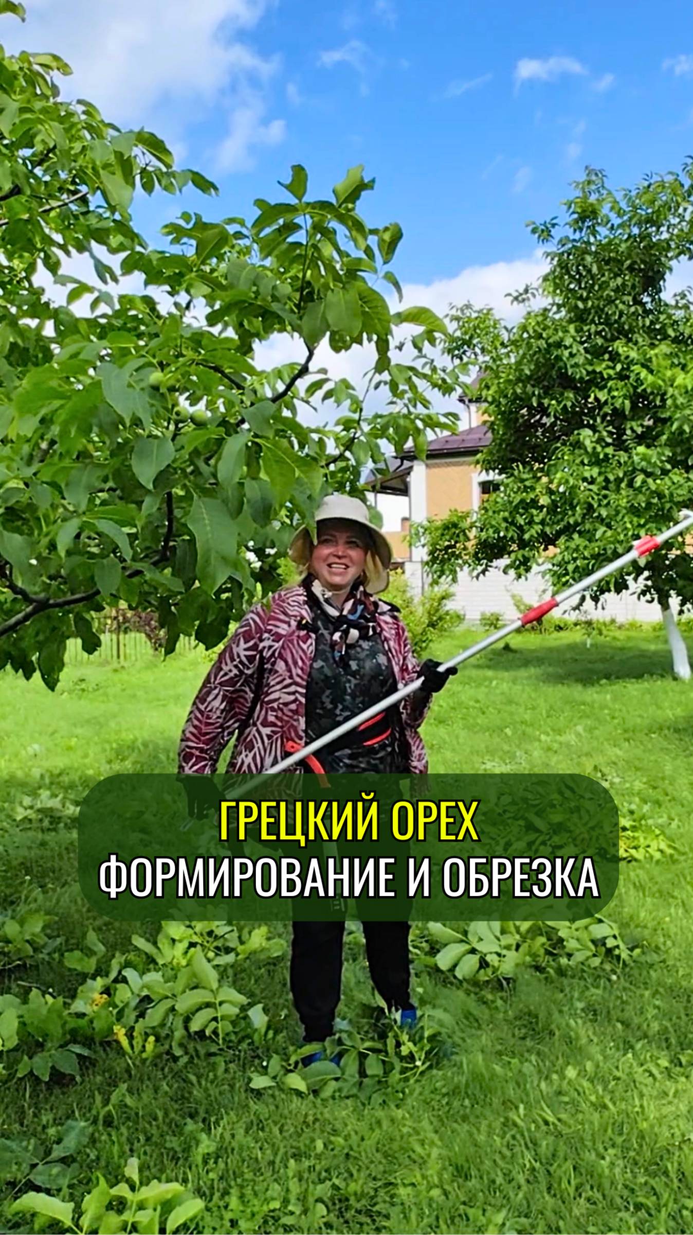 Грецкий орех. Формирование и обрезка #красивоедерево #сад #растения #обрезкадеревьев #орех