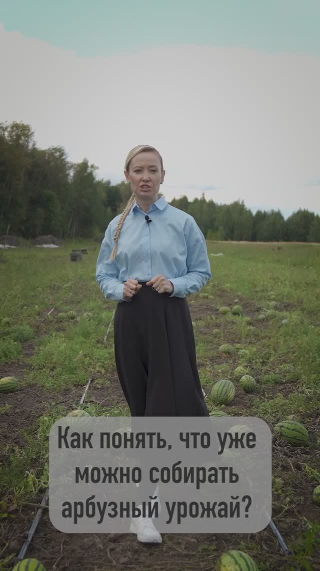 Как понять что уже можно собирать арбузный урожай?