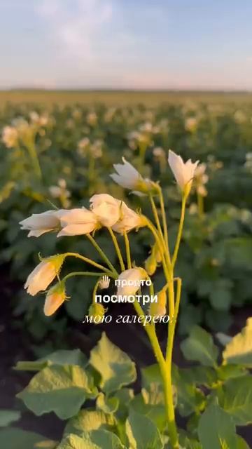 Что такого в с/х?