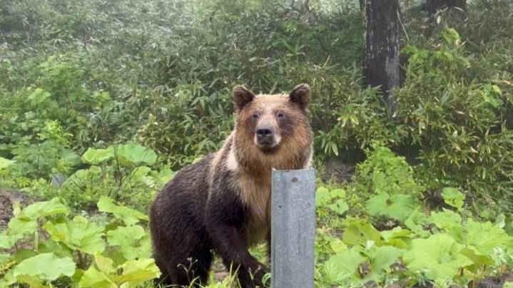 На Камчатке школьник спасся от медведя притворившись мертвым
