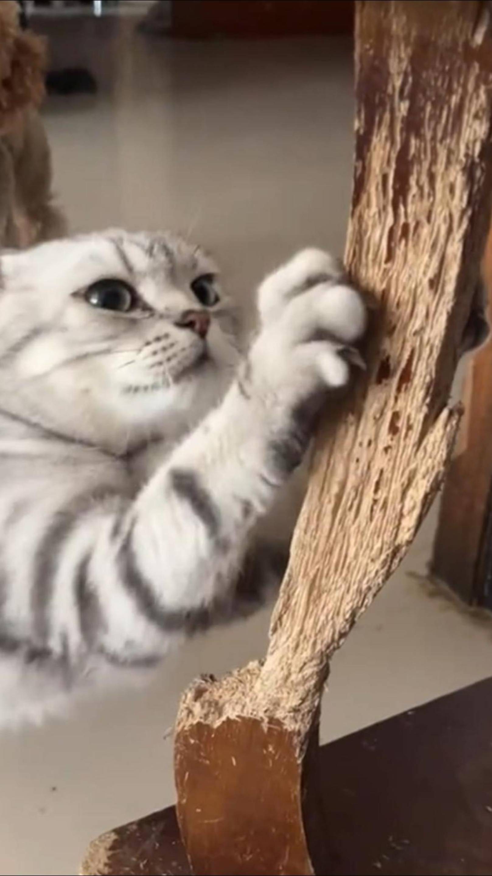 Безумно СМЕШНЫЕ КОТЫ 2025 😱 Funny Cats! Смешные котики! #cat #веселыекоты #funnycats #shorts