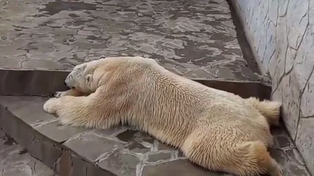 Ну просто очень большой!