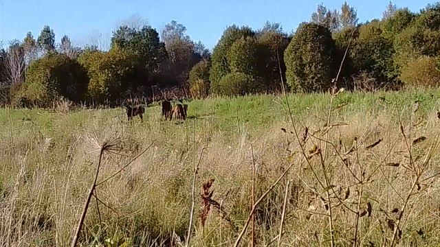Осенняя природа, лошади и Стёпа🐐
