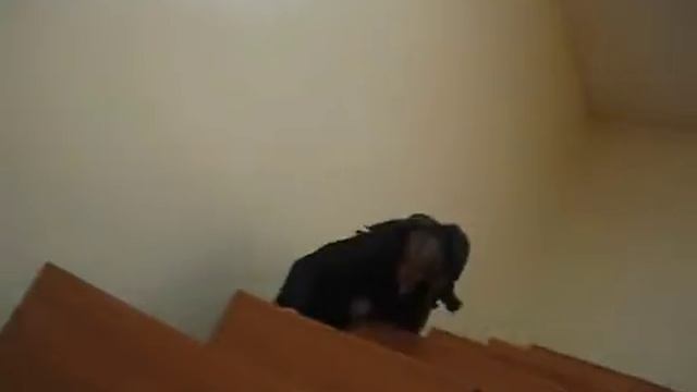 Срыв лекции (Студент отжигает!)