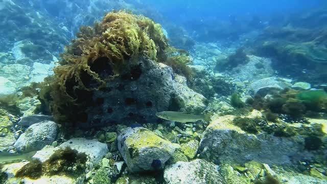 п. Южно-Морской.  Прибрежка - 24.08.2025 г.  9   4K 