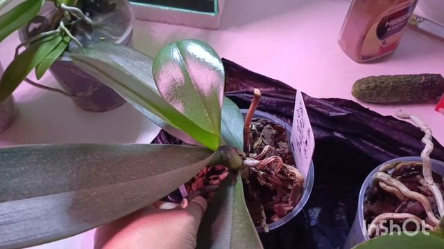 Девочки радость радостная купила сегодня вот эти орхидеи! В прекрасном взрослом возрасте! 🙏😍😍