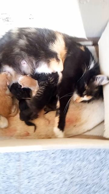 Черногория. Котор. Кошка Маша снова мама 5-ых детей. Сергей помог им появиться на свет.