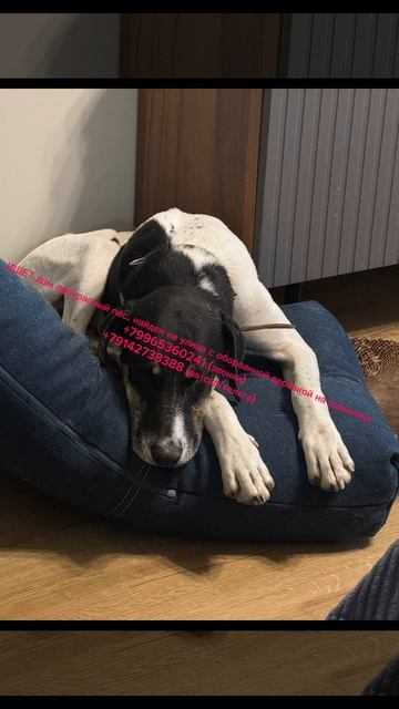 заберите собачку
