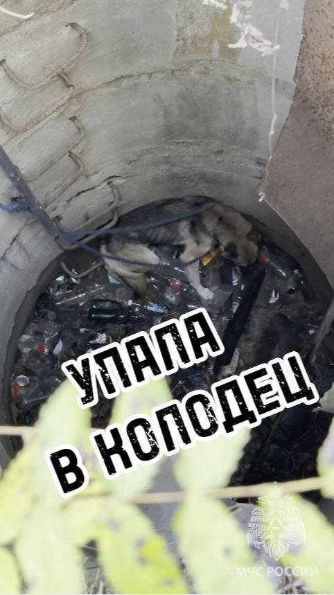 Собака в колодце