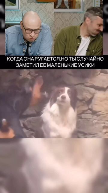 Сора юмор смешно животные собака смех собаки shortvideo shorts short video memes мем