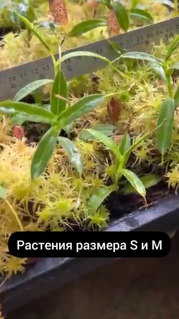 Непентес Bicalcarata (BE-3029)