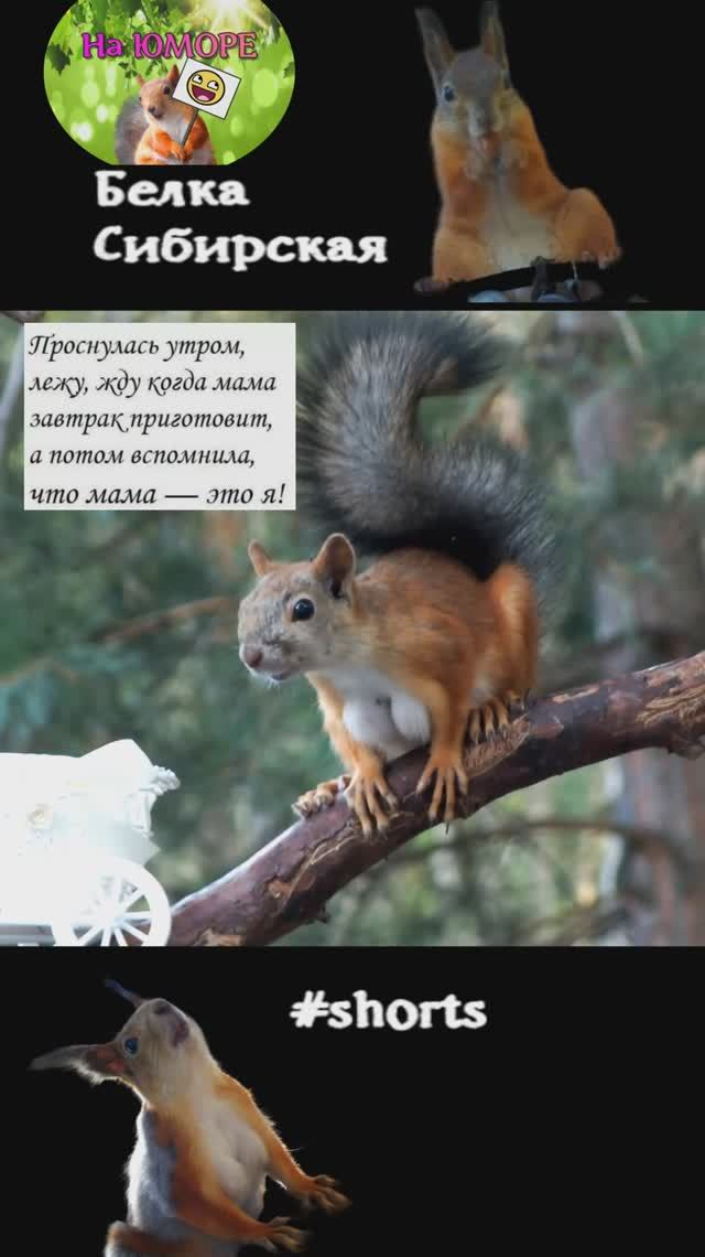 Мама белка ускоренно ест