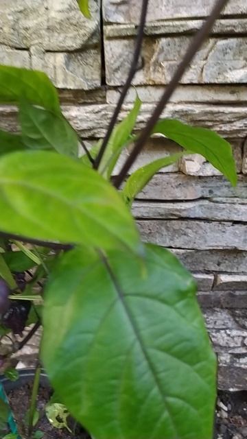 Carolina Reaper Naga Tiger, великолепный кросс - урожайный хиненс, острый перец