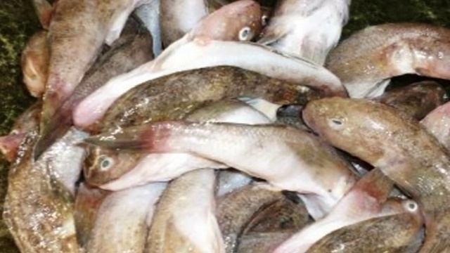 Котлеты из бычков