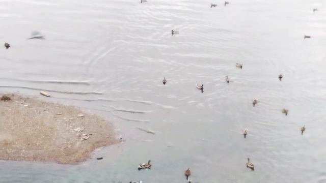 утиная🦆🦆🦆🦆 вечерняя  тусовка😄😉в сентябре