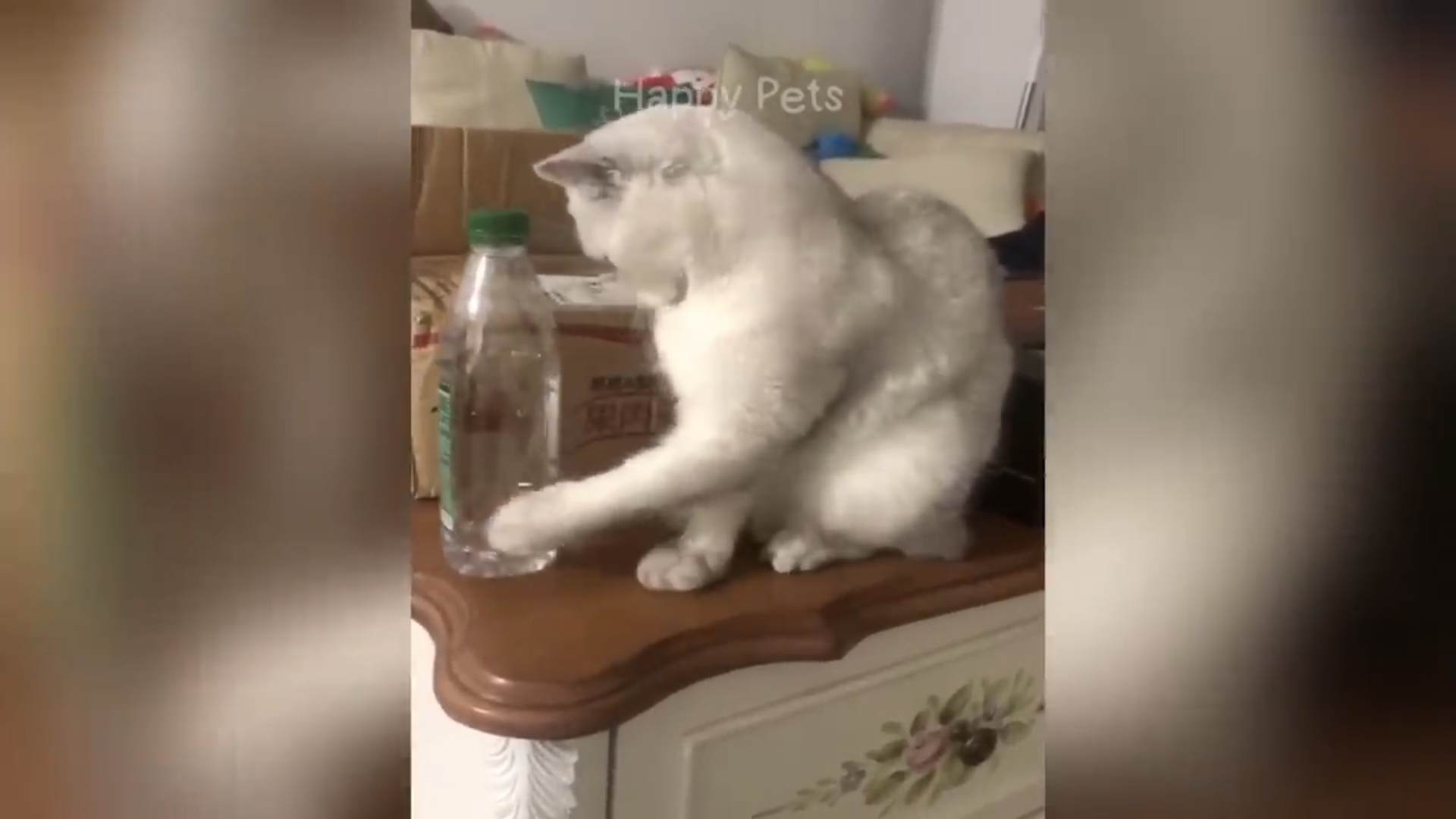 Приколы с животными
