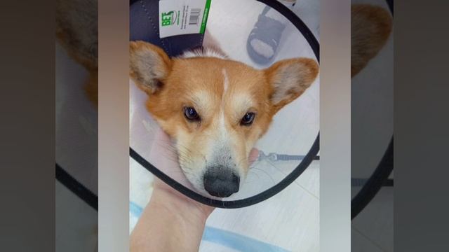 прощай корги коржик мягких тебе облачков