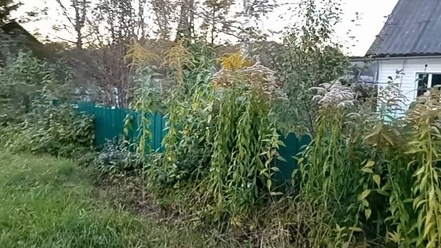 Дом у озера. Посадил клёны на улице. Животные. 25.09.2025.