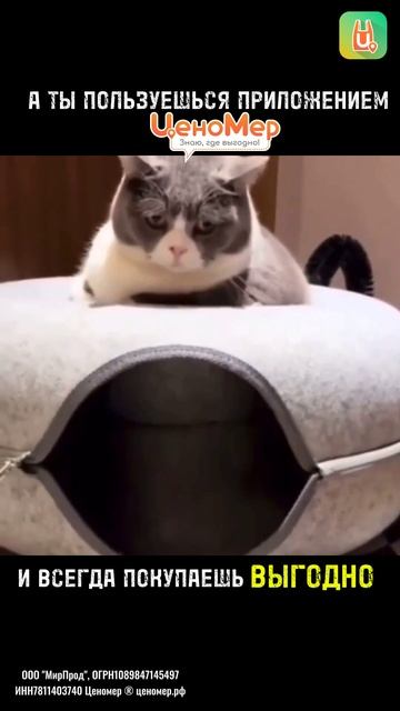Эти милые котики