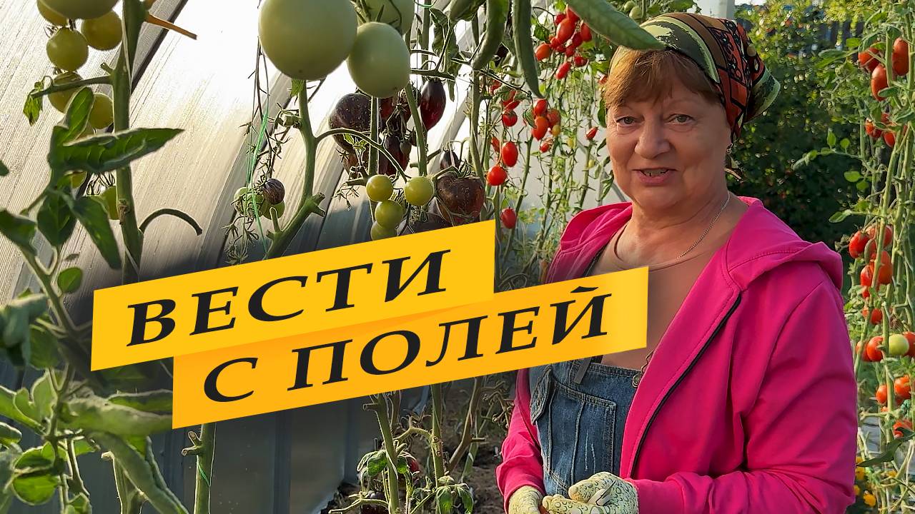 Про помидоры огурцы и  перцы.
